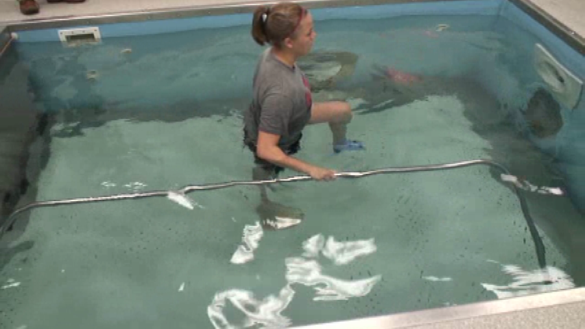 Using Aquatic Therapy for ACL tears and injuries. 