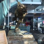 Brigham Young cougar statue