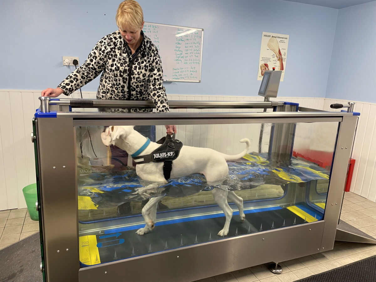 Dog Underwater Treadmill Therapy