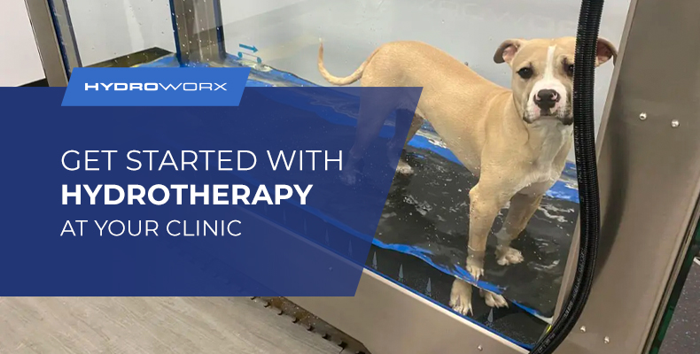 Get Started With Veterinary Hydrotherapy