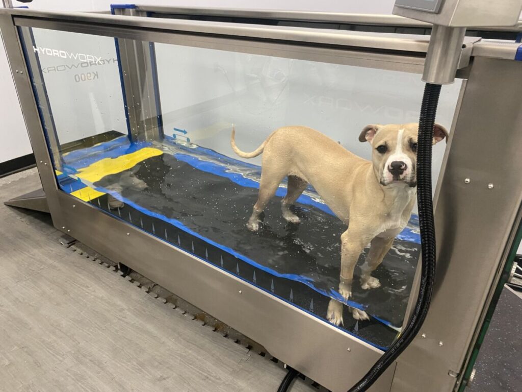 Canine Underwater treadmill
