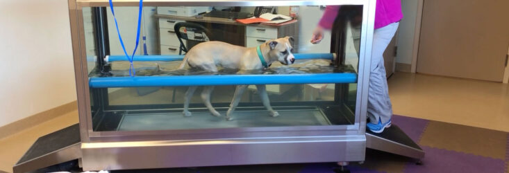 Ozzy in underwater treadmill