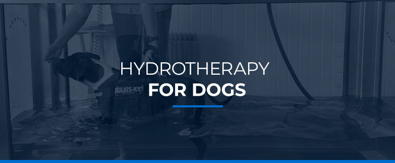 Hydrotherapy for Dogs