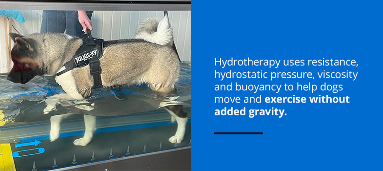 How does canine hydrotherapy work?