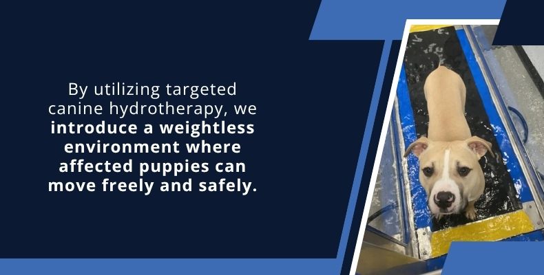By utilizing targeted canine hydrotherapy, we introduce a weightless environment where affected puppies can move freely and safely.