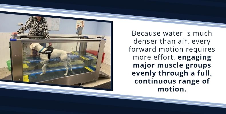 Because water is much denser than air, every forward motion requires more effort, engaging major muscle groups evenly through a full, continuous range of motion.